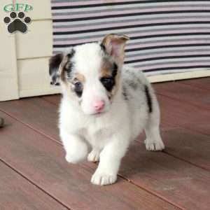 Rodger, Pembroke Welsh Corgi Puppy