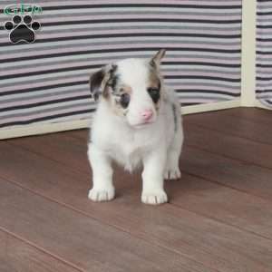 Rodger, Pembroke Welsh Corgi Puppy