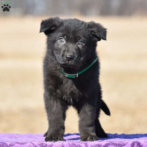 Roger, German Shepherd Puppy