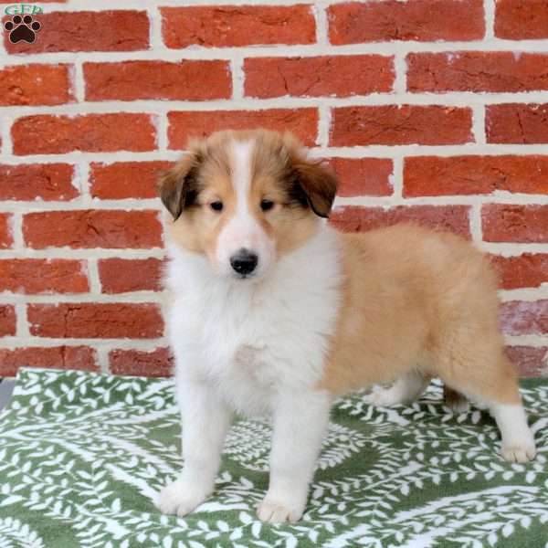 Roman, Collie Puppy