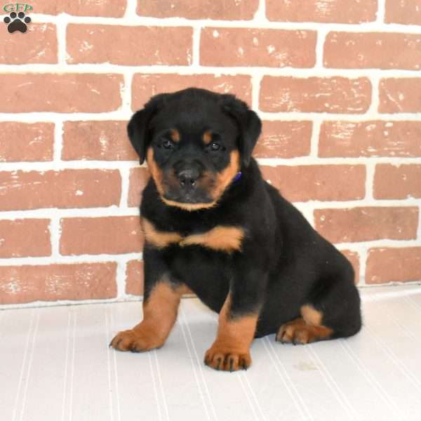 Rookie, Rottweiler Puppy