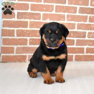 Rookie, Rottweiler Puppy