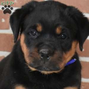 Rookie, Rottweiler Puppy