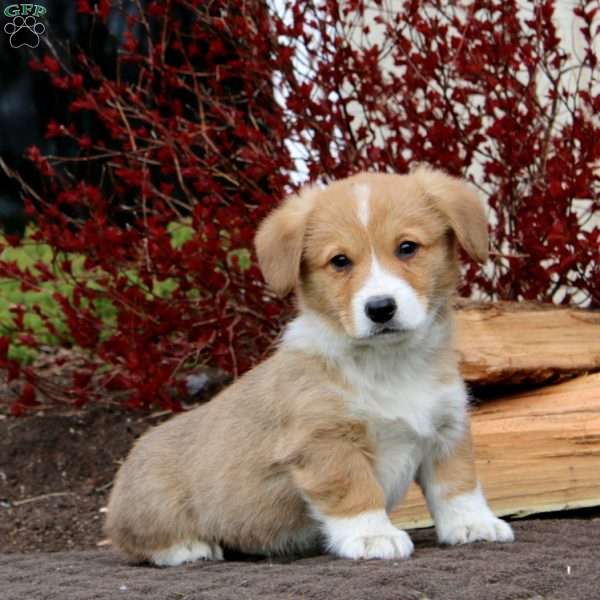 Rookie, Pembroke Welsh Corgi Puppy