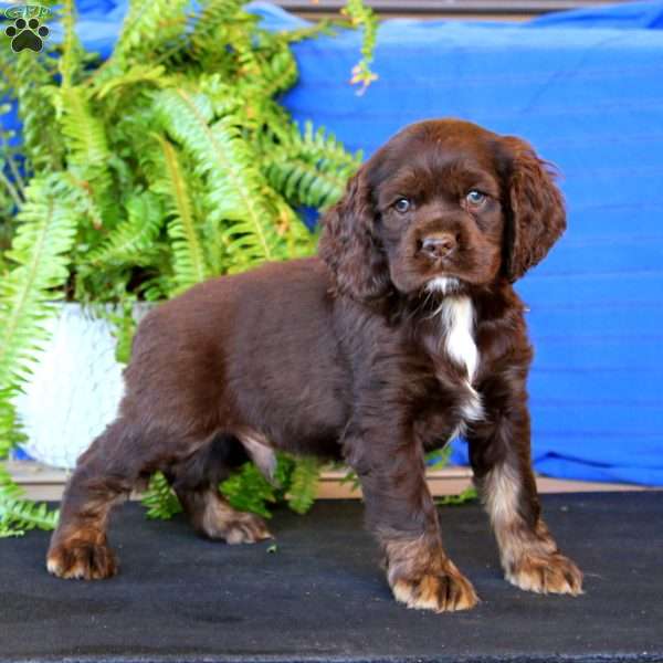 Rookie, Cocker Spaniel Puppy