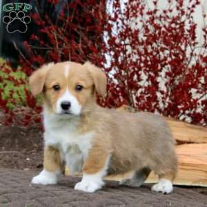 Rookie, Pembroke Welsh Corgi Puppy