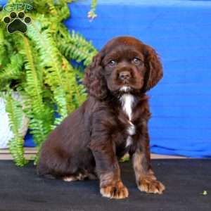 Rookie, Cocker Spaniel Puppy