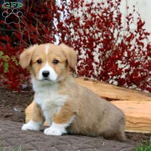 Rookie, Pembroke Welsh Corgi Puppy