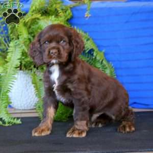 Rookie, Cocker Spaniel Puppy
