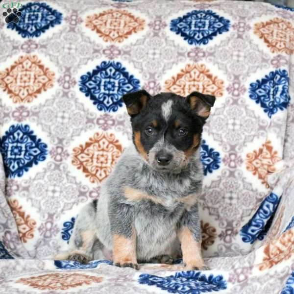 Rosa, Blue Heeler – Australian Cattle Dog Puppy