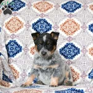 Rosa, Blue Heeler – Australian Cattle Dog Puppy