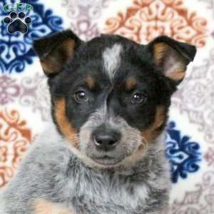 Rosa, Blue Heeler – Australian Cattle Dog Puppy