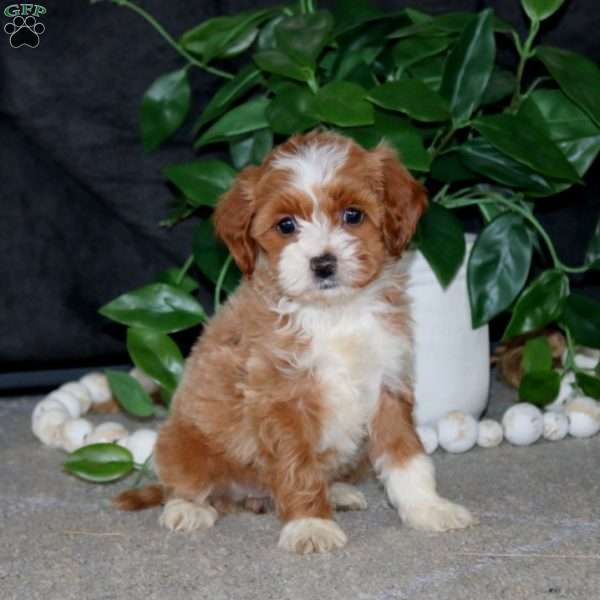 Rosa, Cockapoo Puppy