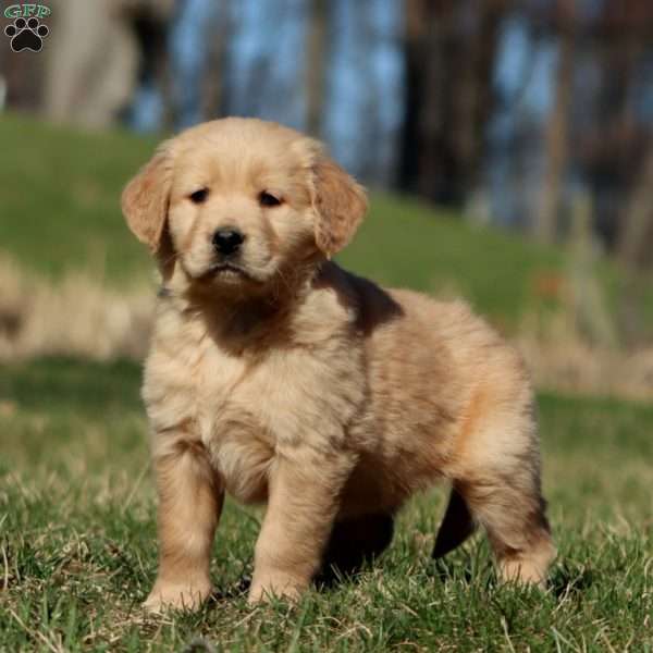 Rosa, Golden Retriever Puppy