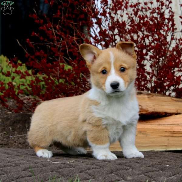 Rosa, Pembroke Welsh Corgi Puppy