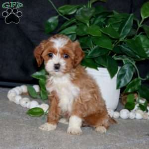 Rosa, Cockapoo Puppy