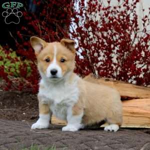 Rosa, Pembroke Welsh Corgi Puppy