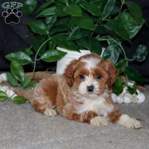 Rosa, Cockapoo Puppy