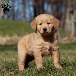 Rosa, Golden Retriever Puppy