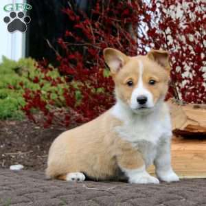 Rosa, Pembroke Welsh Corgi Puppy