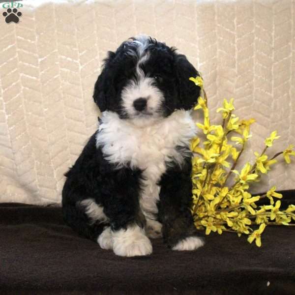 Rosalie, Mini Aussiedoodle Puppy