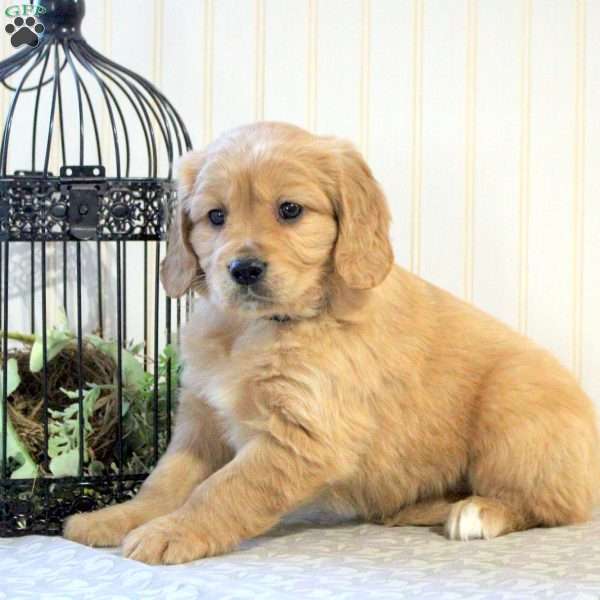 Rosco, Miniature Golden Retriever Puppy