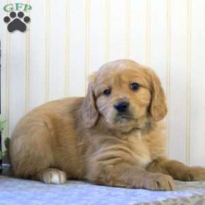 Rosco, Miniature Golden Retriever Puppy