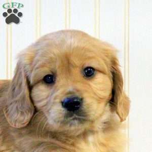 Rosco, Miniature Golden Retriever Puppy