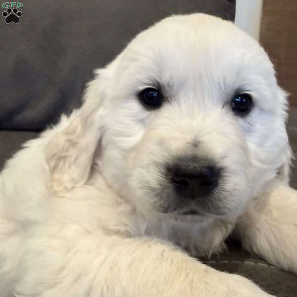 Rosco, English Cream Golden Retriever Puppy
