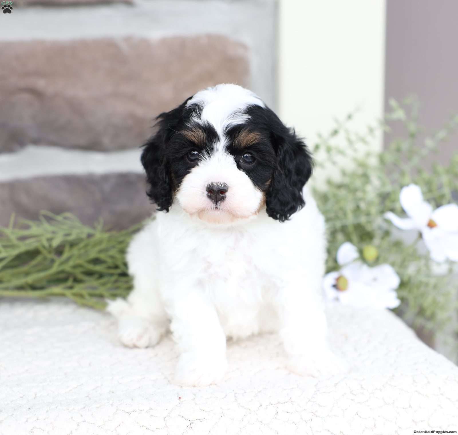 Rose - Cavapoo Puppy For Sale in Pennsylvania
