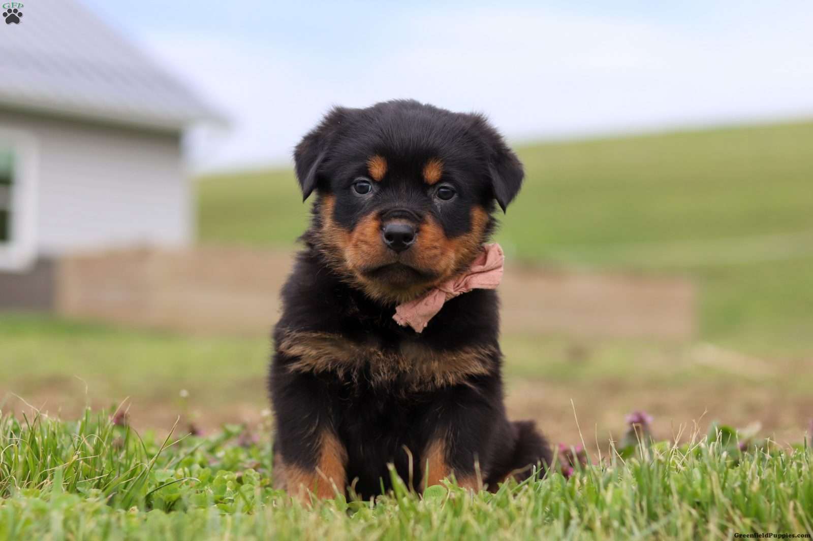 Rose - Rottweiler Puppy For Sale in Ohio