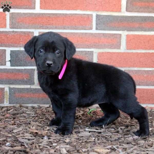 Rose, Black Labrador Retriever Puppy