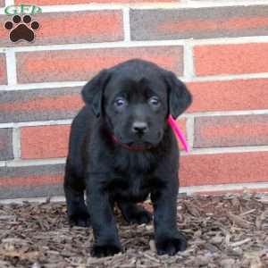 Rose, Black Labrador Retriever Puppy