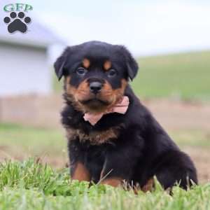 Rose, Rottweiler Puppy