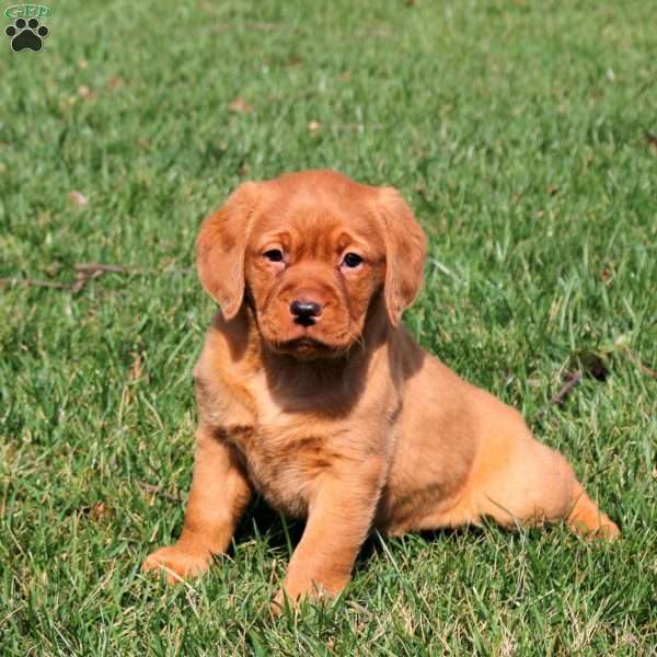 Rosie, Fox Red Labrador Retriever Puppy
