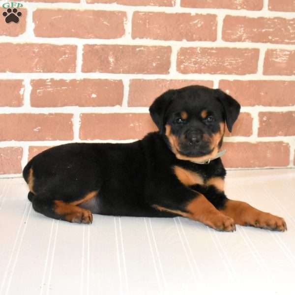Rosie, Rottweiler Puppy
