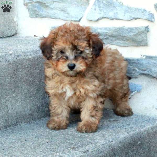 Rosie, Bich-Poo Puppy