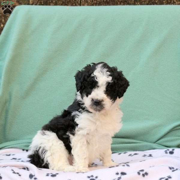 Rosie, Miniature Poodle Mix Puppy