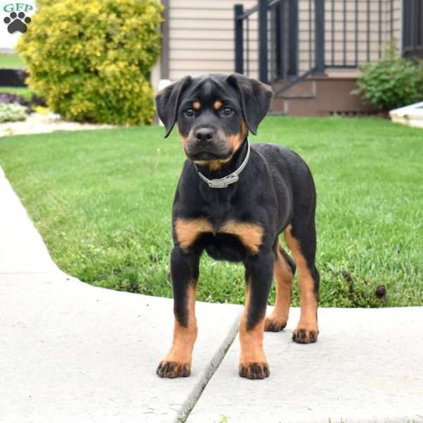 Rosie, Rottweiler Puppy
