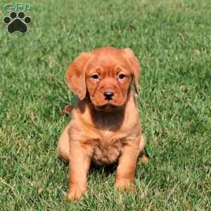 Rosie, Fox Red Labrador Retriever Puppy