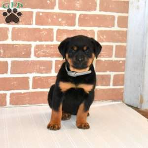 Rosie, Rottweiler Puppy