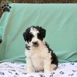 Rosie, Miniature Poodle Mix Puppy