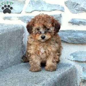 Rosie, Bich-Poo Puppy