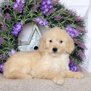 Rosie, Goldendoodle Puppy