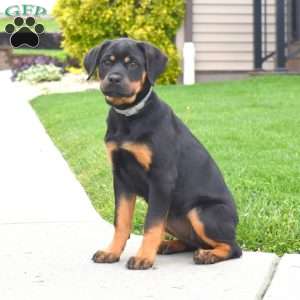 Rosie, Rottweiler Puppy