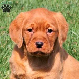 Rosie, Fox Red Labrador Retriever Puppy