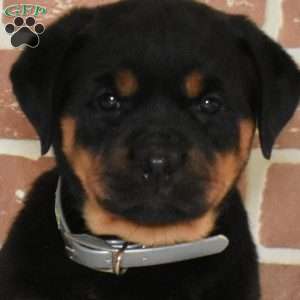 Rosie, Rottweiler Puppy