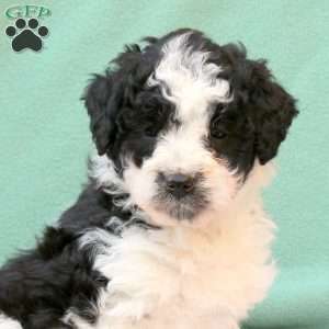 Rosie, Miniature Poodle Mix Puppy