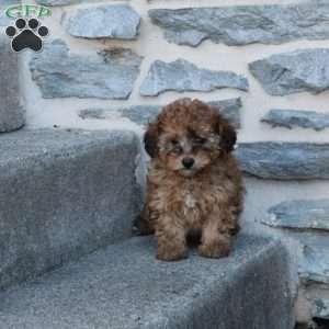 Rosie, Bich-Poo Puppy