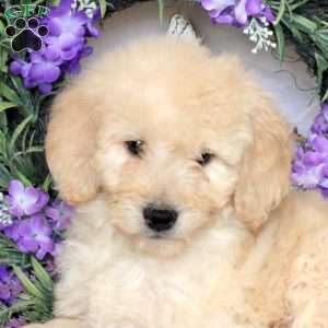 Rosie, Goldendoodle Puppy